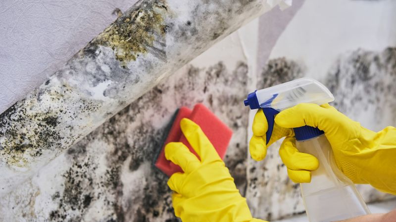Attic Mold Removal in Fort Worth, TX