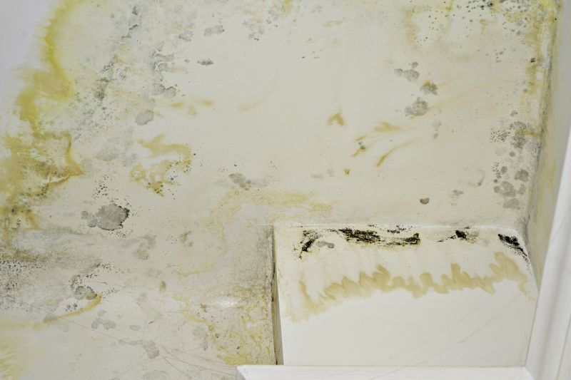 Attic Mold Removal in Frisco, TX