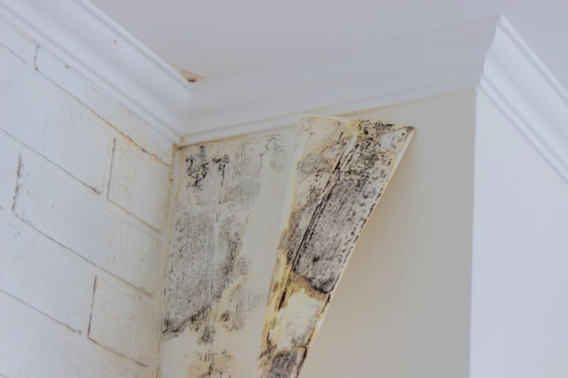 Attic Mold Removal in Fort Lauderdale, FL