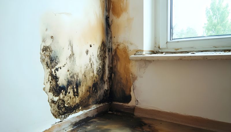 Basement Mold Remediation in Essex County, NJ