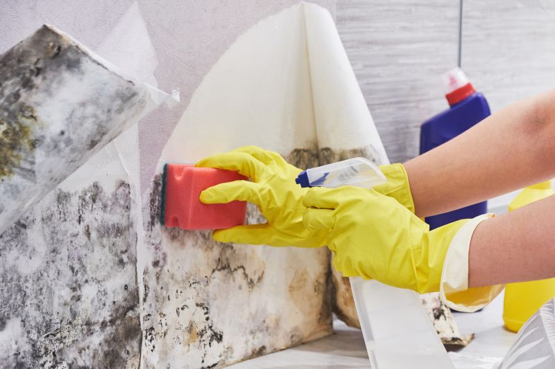 Mold Remediation Service in Frisco, TX